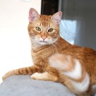 Kiciuś
